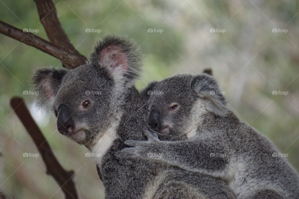 Koala mother and baby