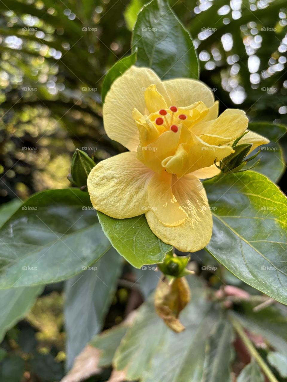 Yellow Flower 