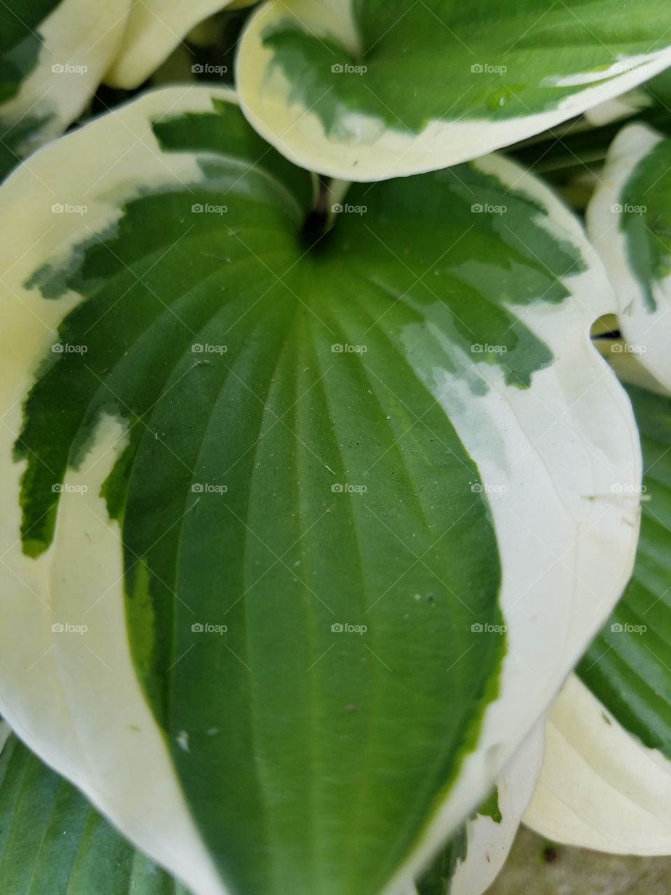 Leaf, Nature, No Person, Flora, Growth