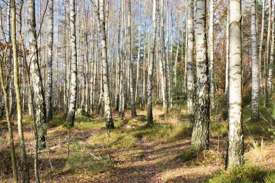 Birch tree forest on a sunny day 