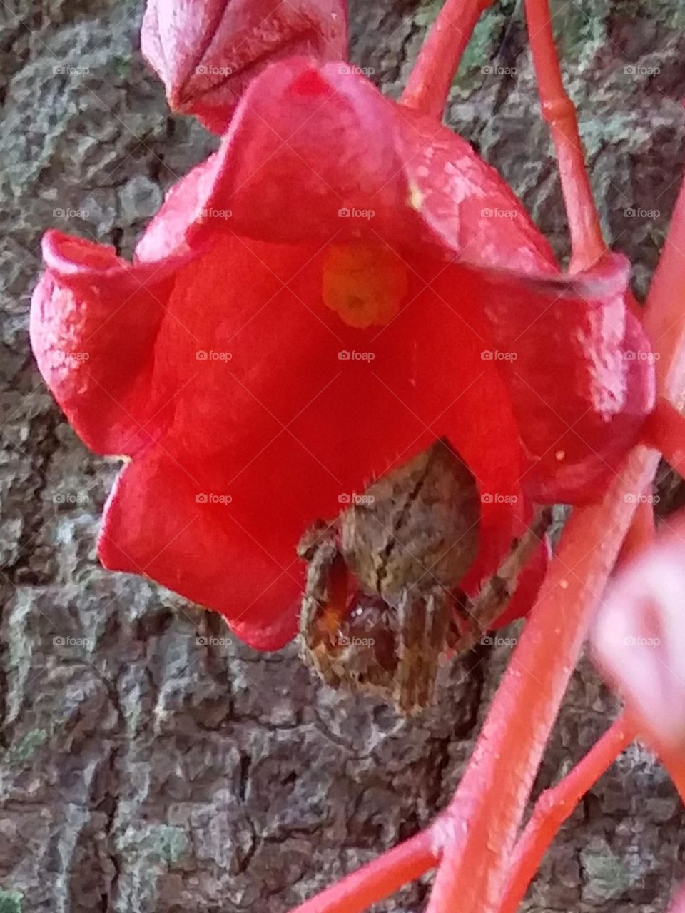 a grey spider on a red bell-shaped flower