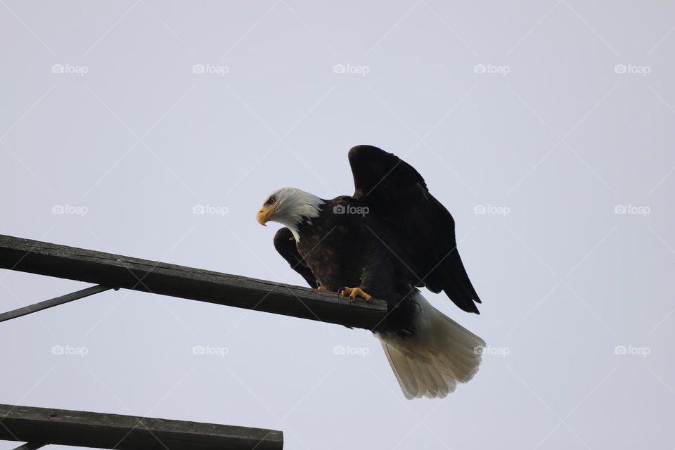 Eagle perched on a wooden structure 