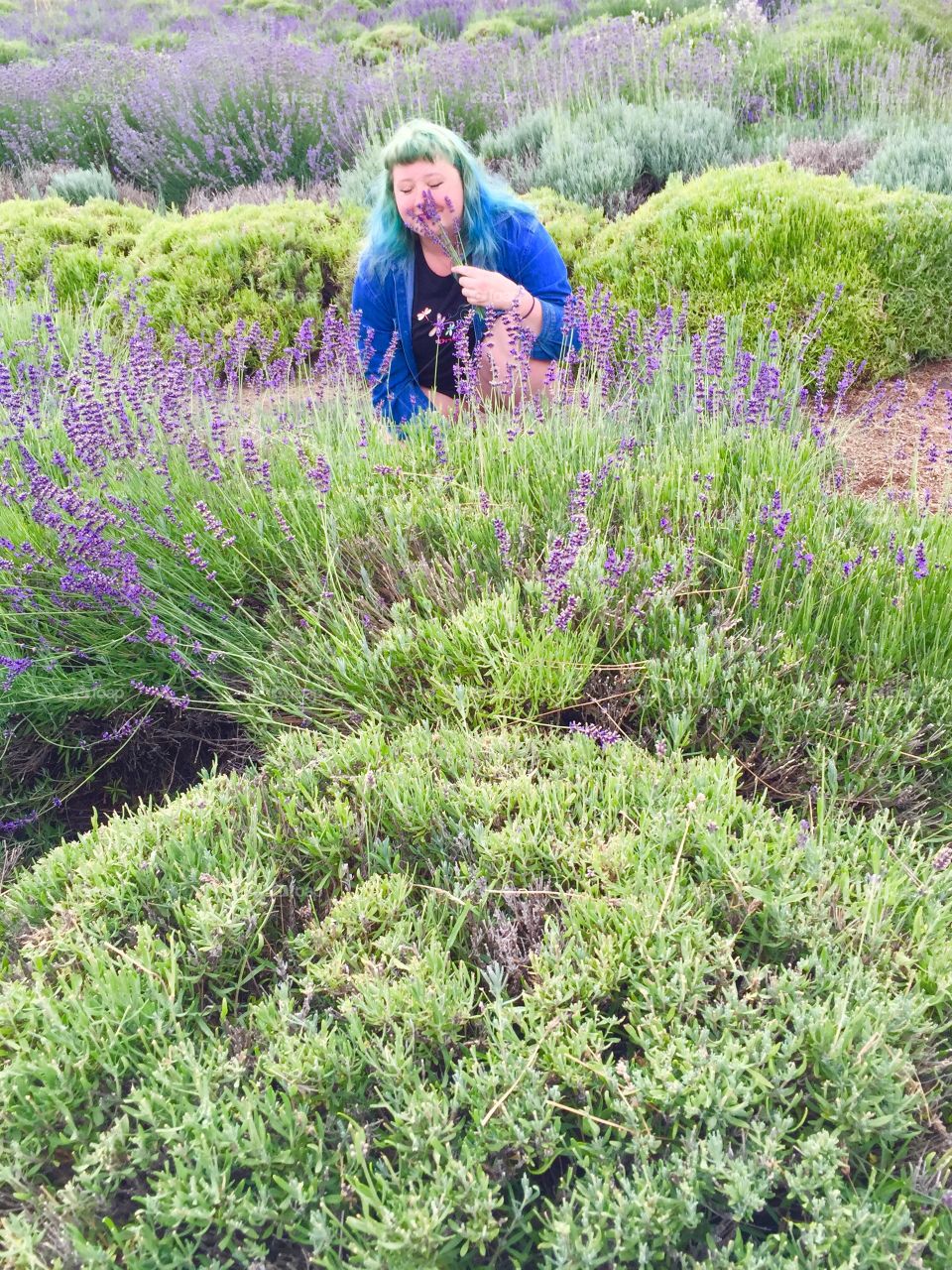 Lavender Valley. Stumbled upon this gem while visiting the Fruit Loop of Oregon
