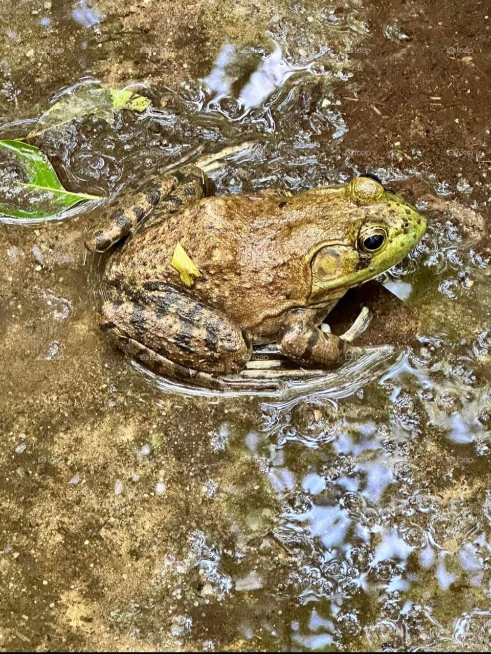 Toadily stuck,  but playing it cool for the ladies