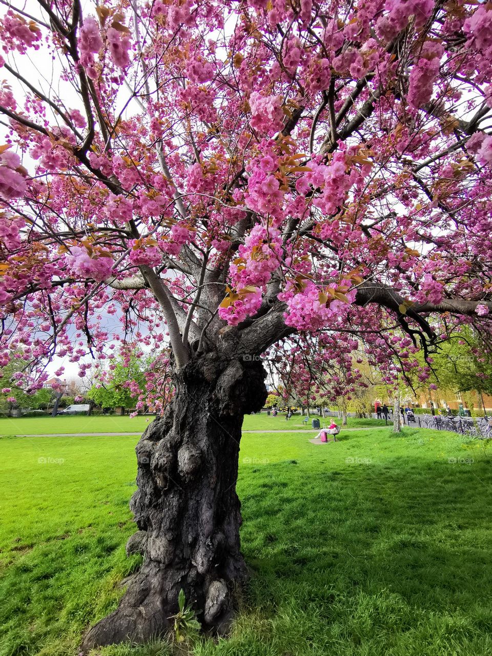 Beautiful spring time. Nature blooming. Sunny day. Rest in the park.