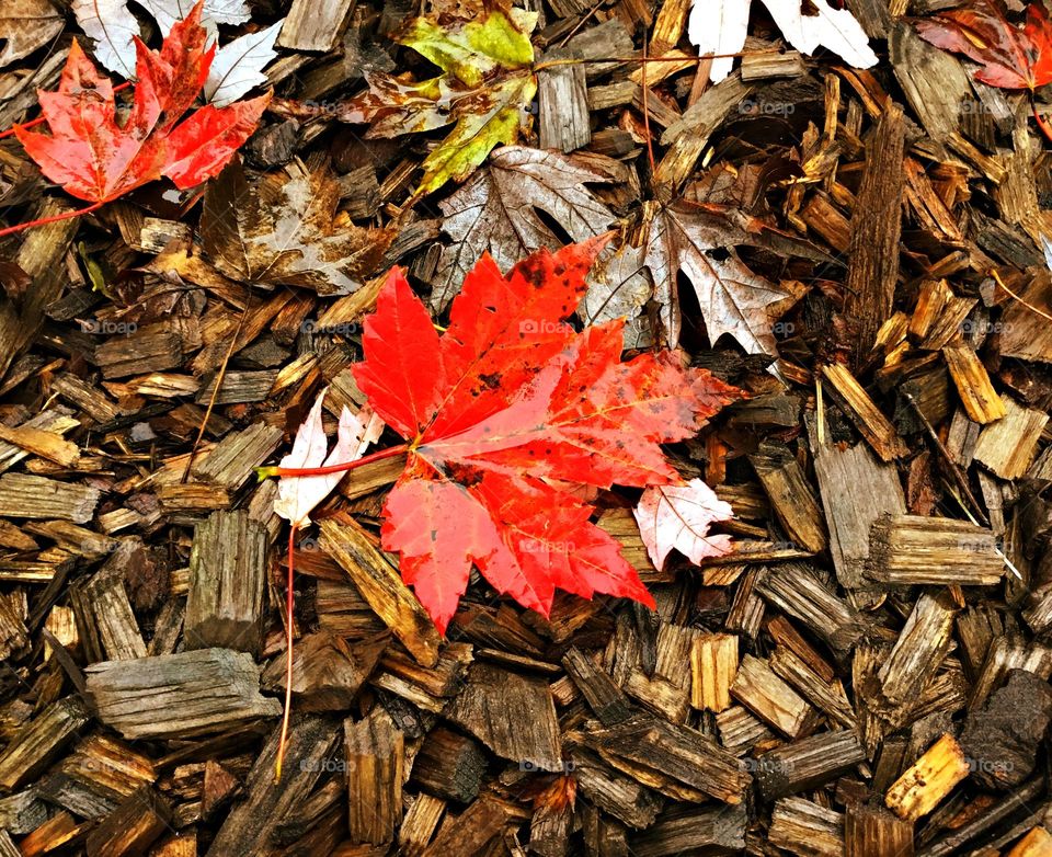 Battle: Summer vs Fall - Red maple leaves are green on the top and a light greenish white on the underside, and turn brilliant red in autumn