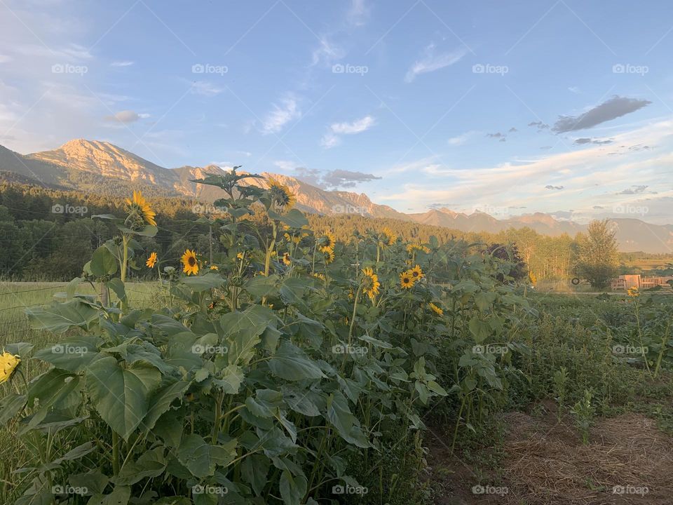 Sunflower 