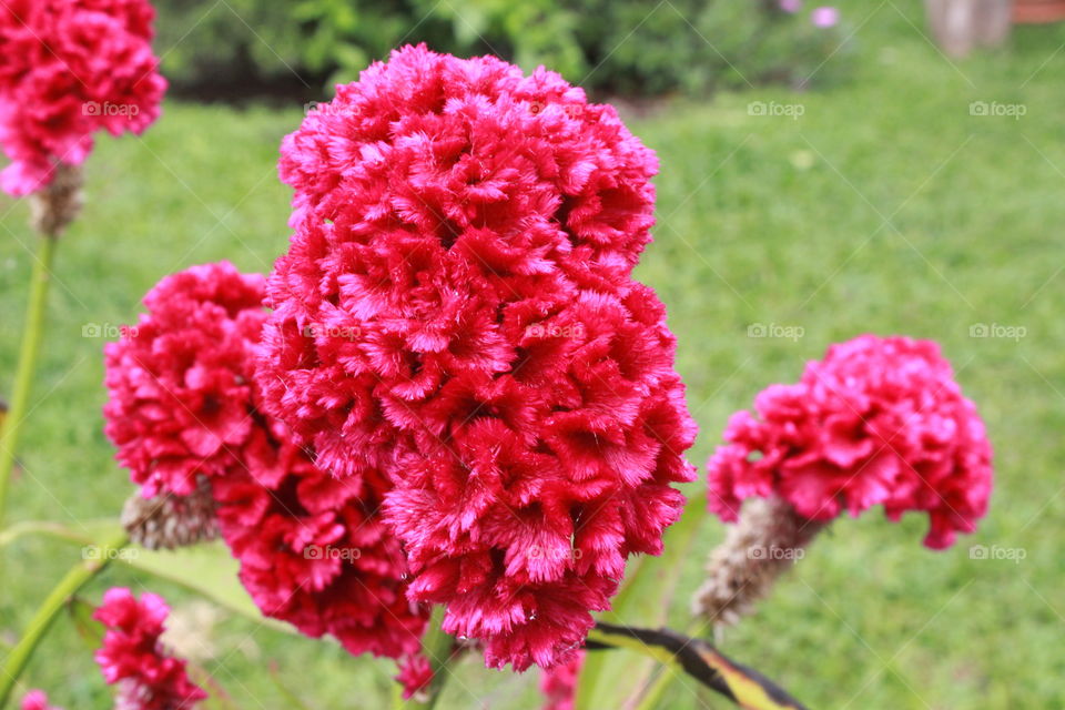 beautiful red feather type flower in La Fortuna costa rica