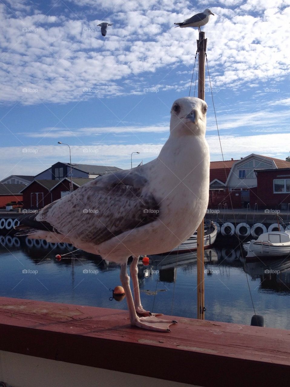 Three seaguls