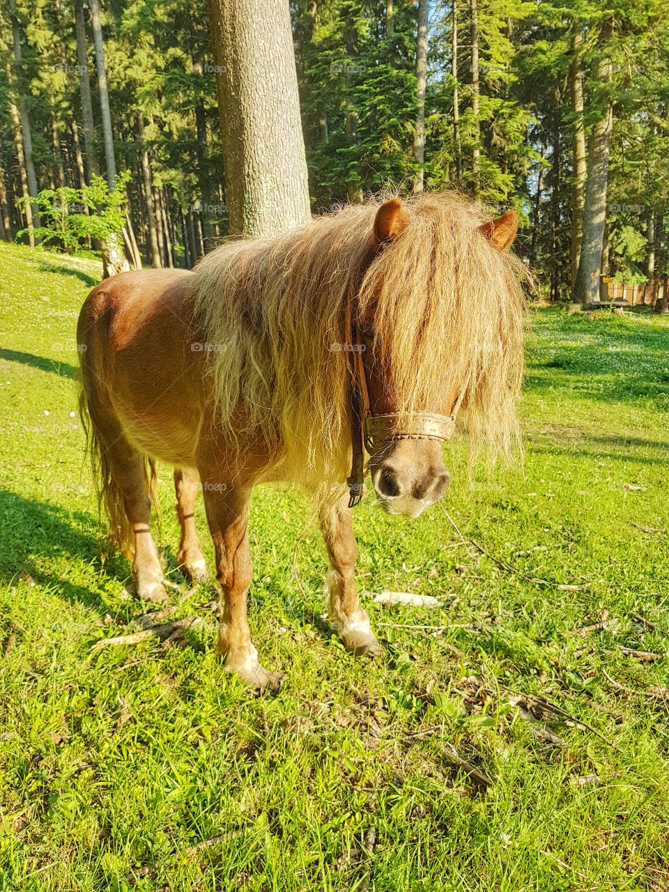 a cute pony