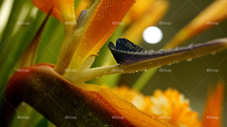Closed up Bird of Paradise 
