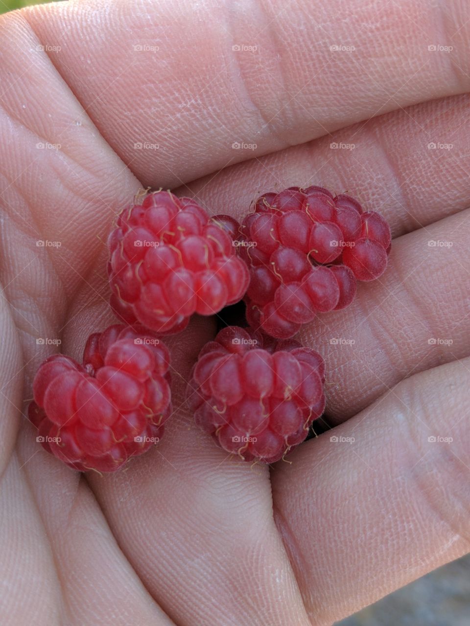 wild raspberries