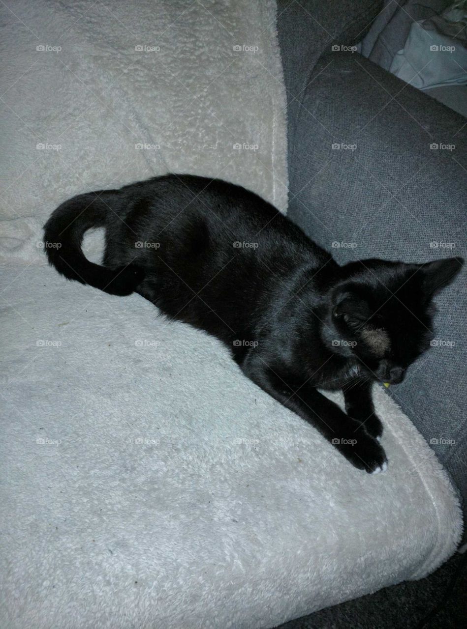 bulldozer at 18 months old, already taking over the settee.