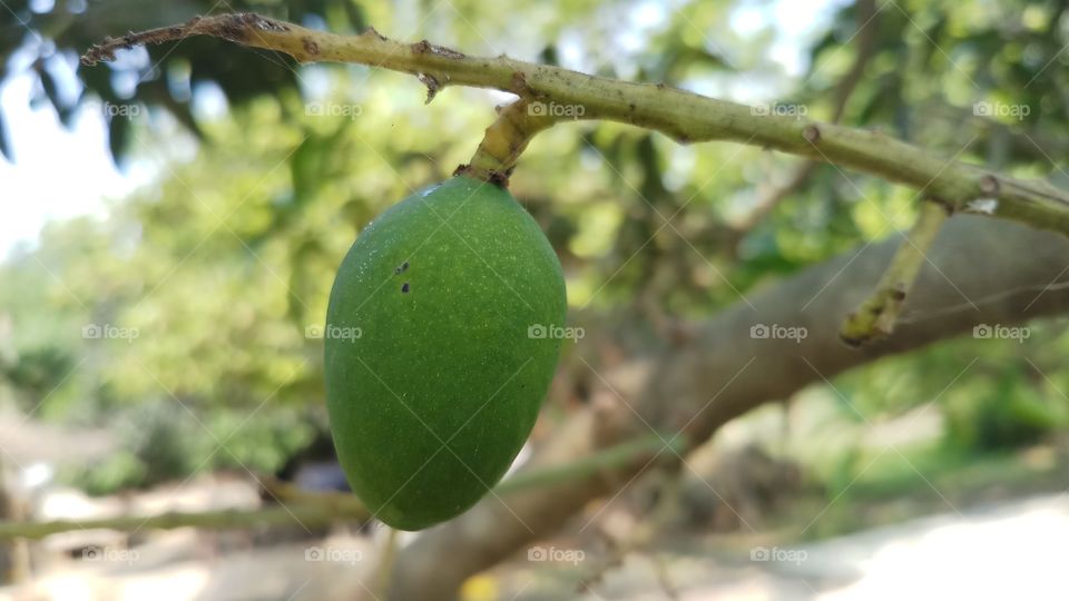 Mango fruit / Mangifera indica bunch on the tree, Guimaras Island, Philippines!