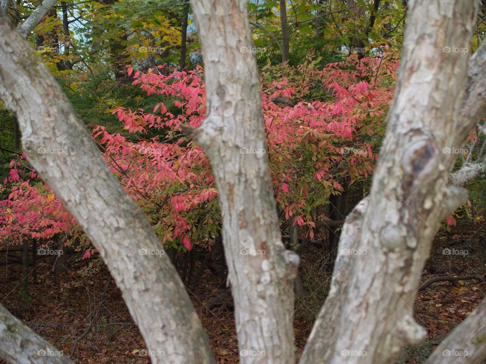 Cork Bark Burning Bush