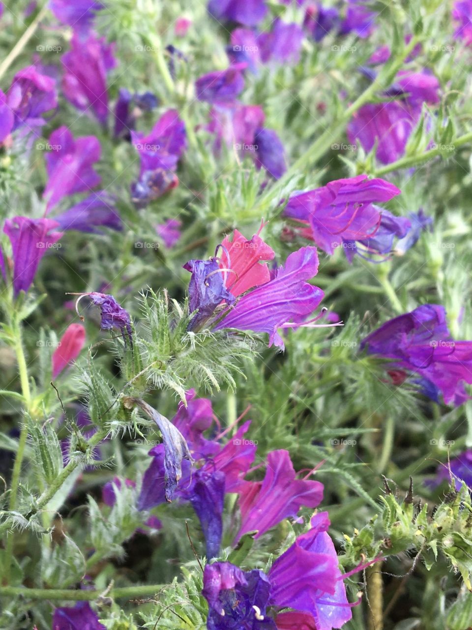 Wild lilac bouquet of flowers in meadows 
