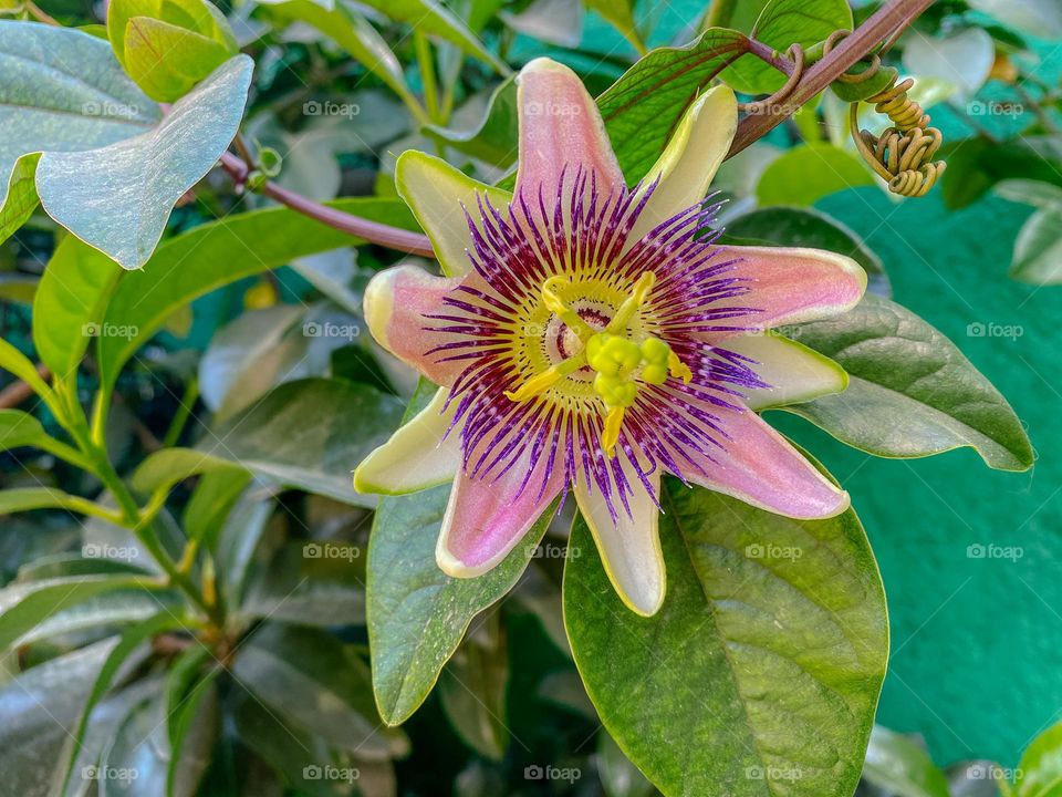 Pasifflora