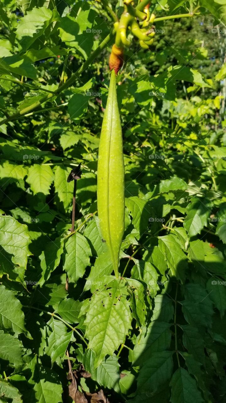 Trumpet Vine Seed Pod