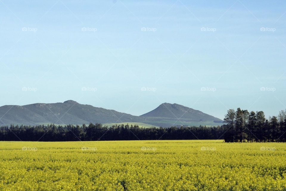 Field of flowers