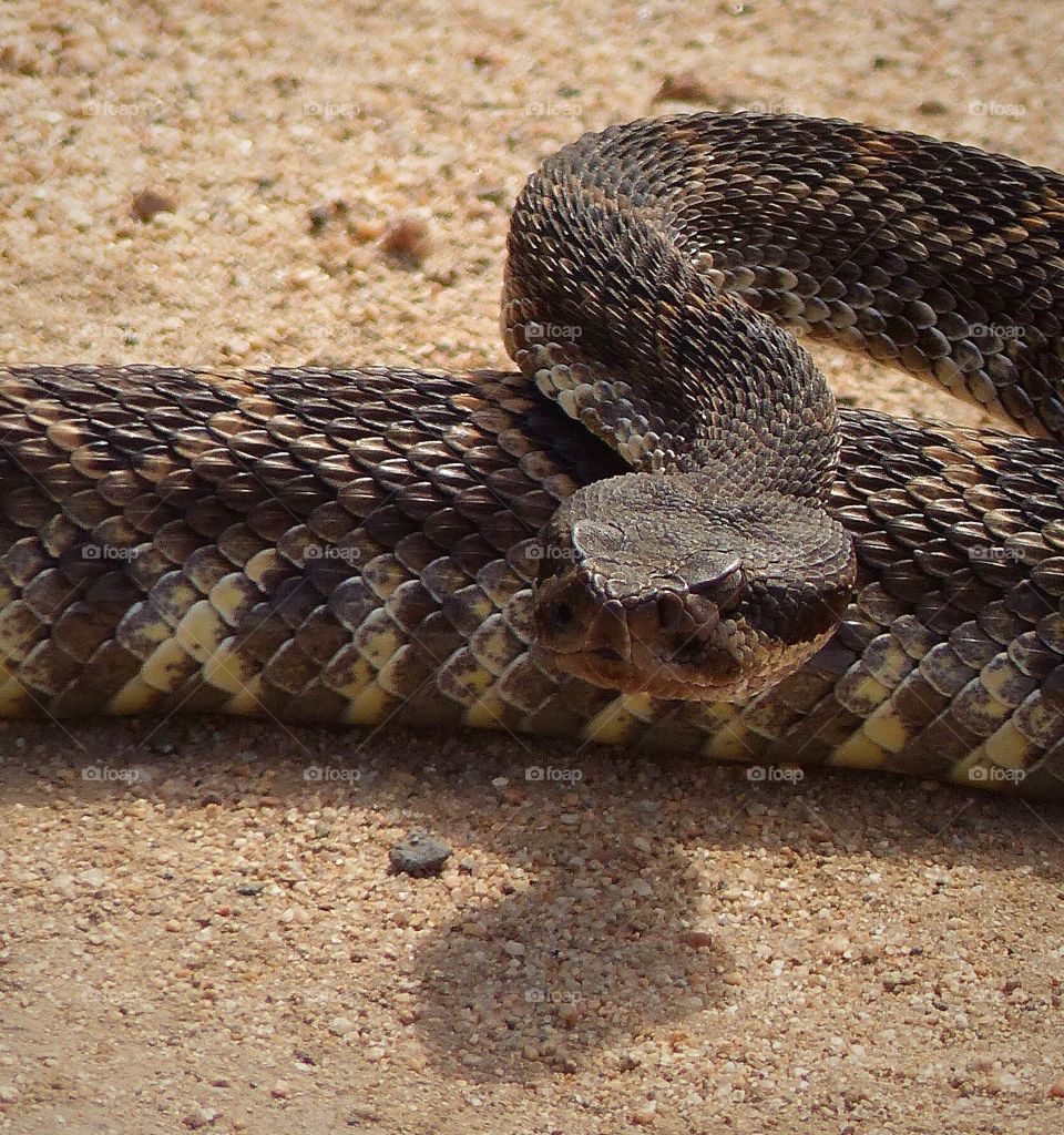 Rattlesnake stare 