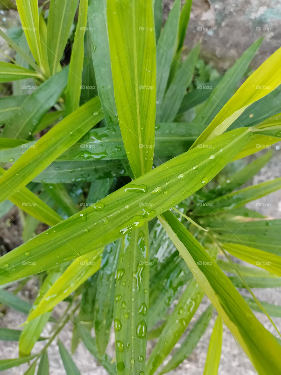 Ginger plant .