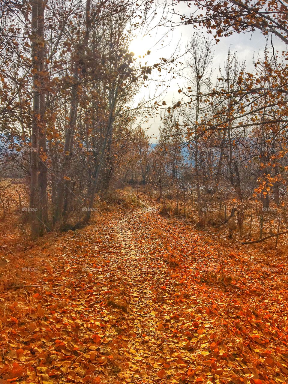 Beautiful autumn colours 