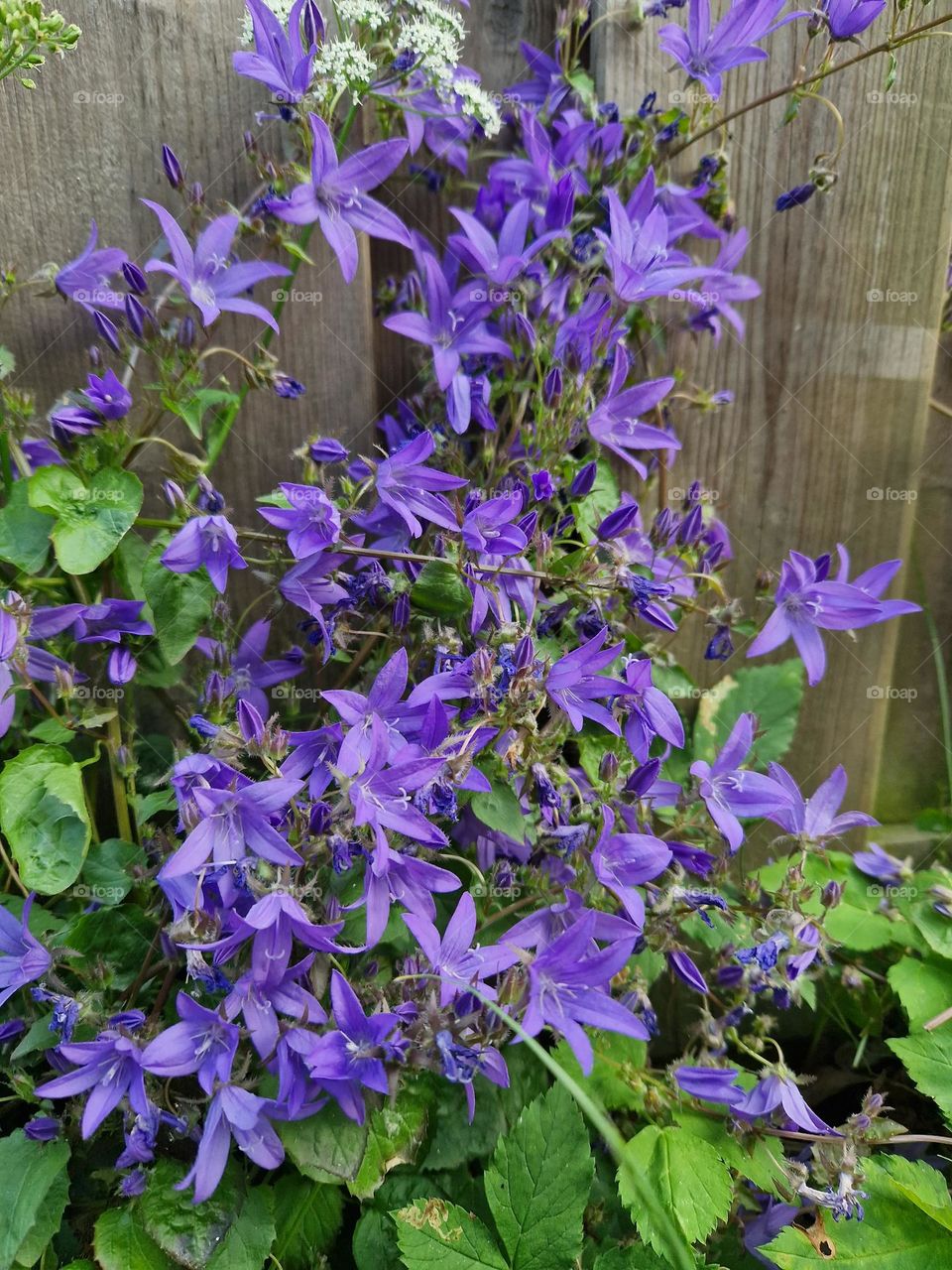purple little beautiful flowers