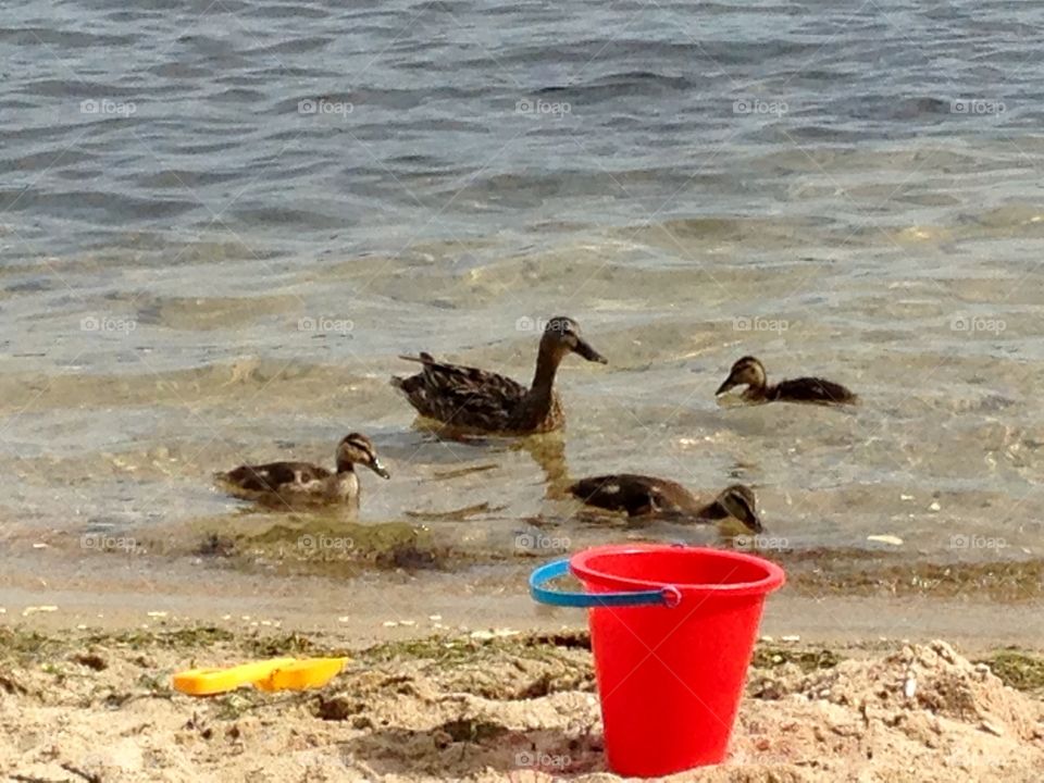 Momma duck and ducklings