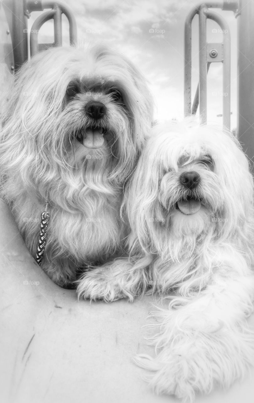 Bear and Cesar at the park