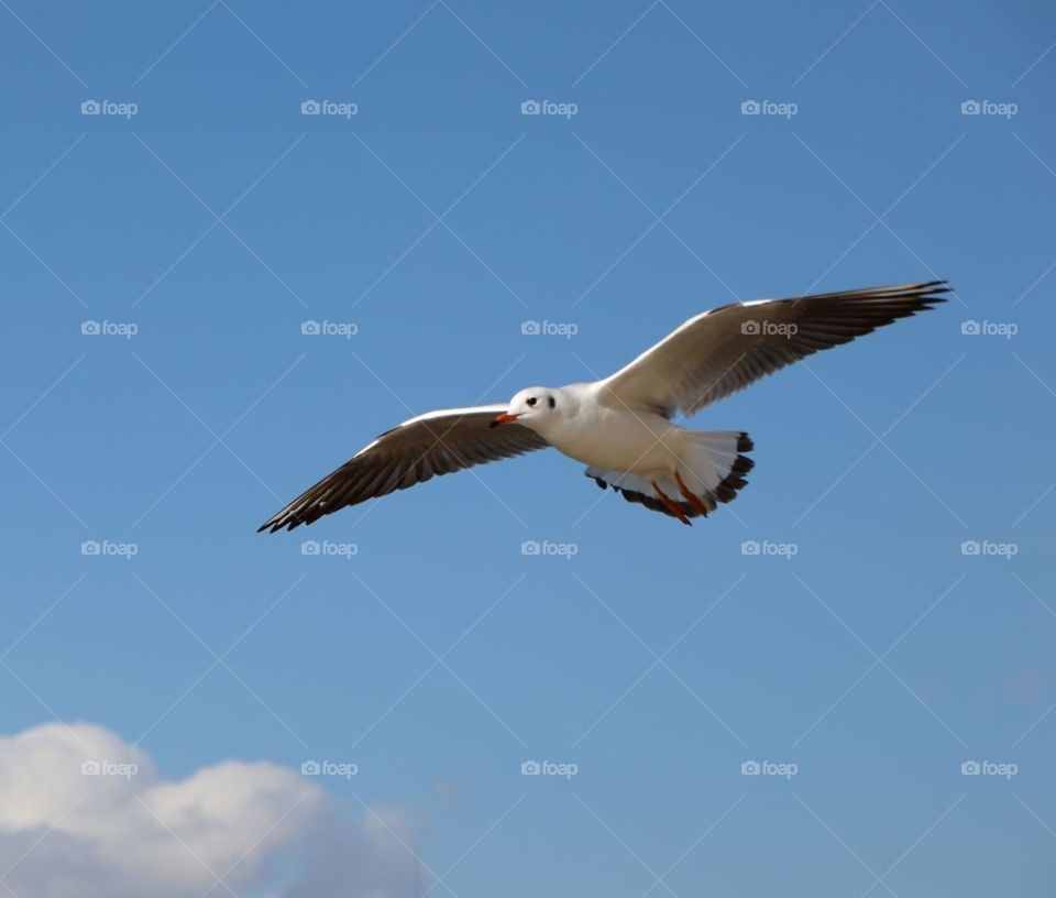 seagull