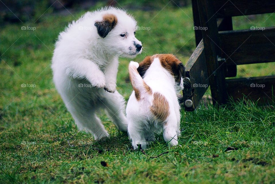 Two dogs in grass