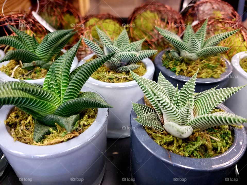 Miniature cactus plants