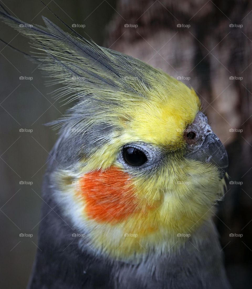 cockatiel