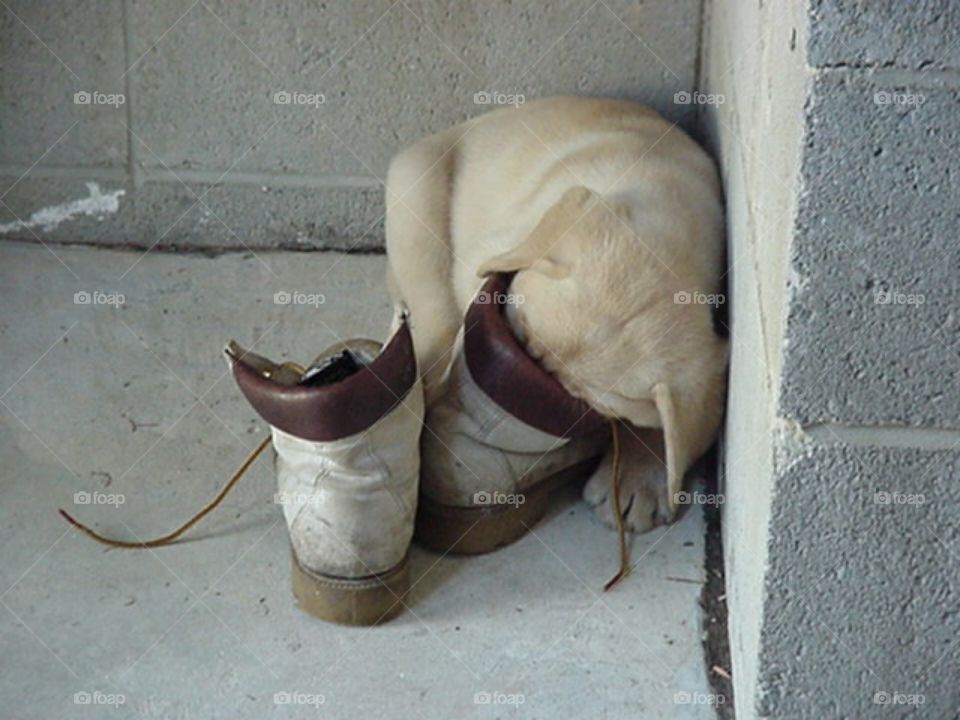 I found my Labrador Retriever puppy sleeping with his head inside of my hiking boot. It was the cutest thing in the world!
