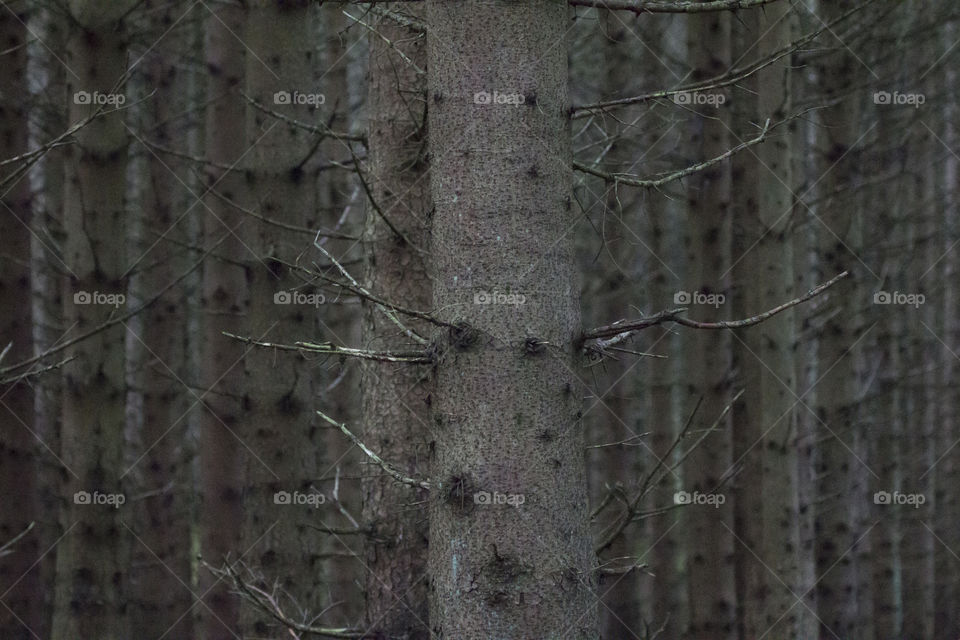 Tree trunks - trädstammar