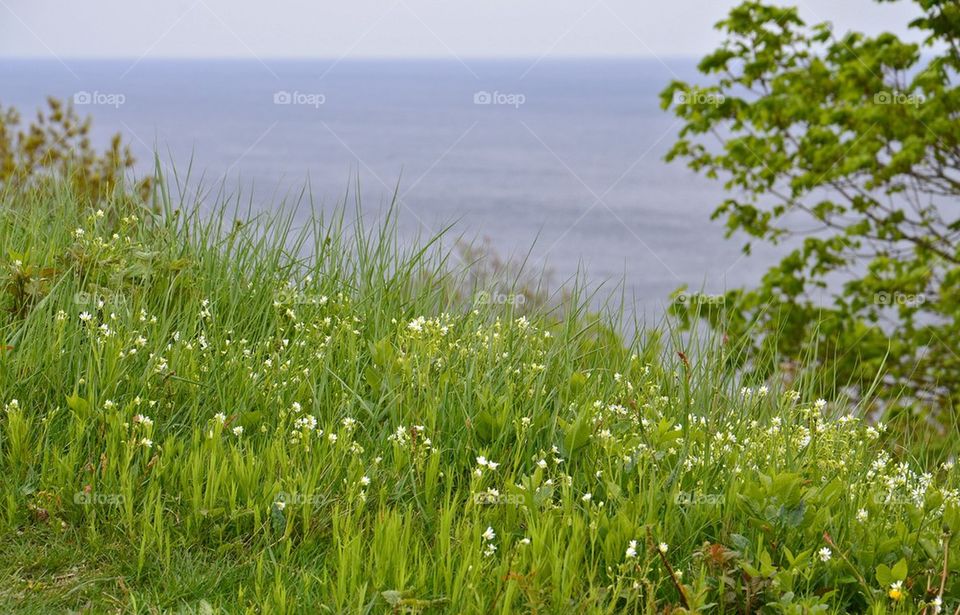 Sea of flowers