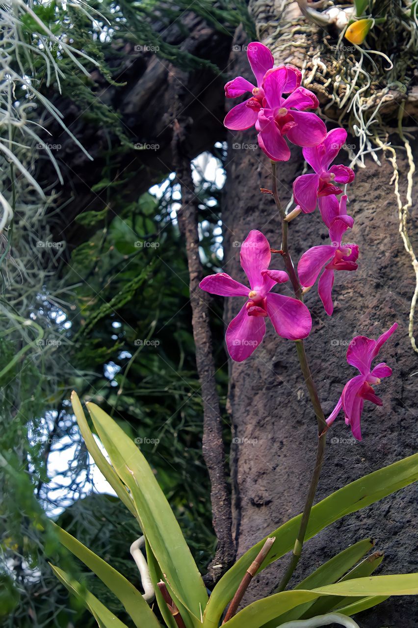 Orchid In bloom.

Orchid blooming inside Orchid House at Duke Farms, NJ.