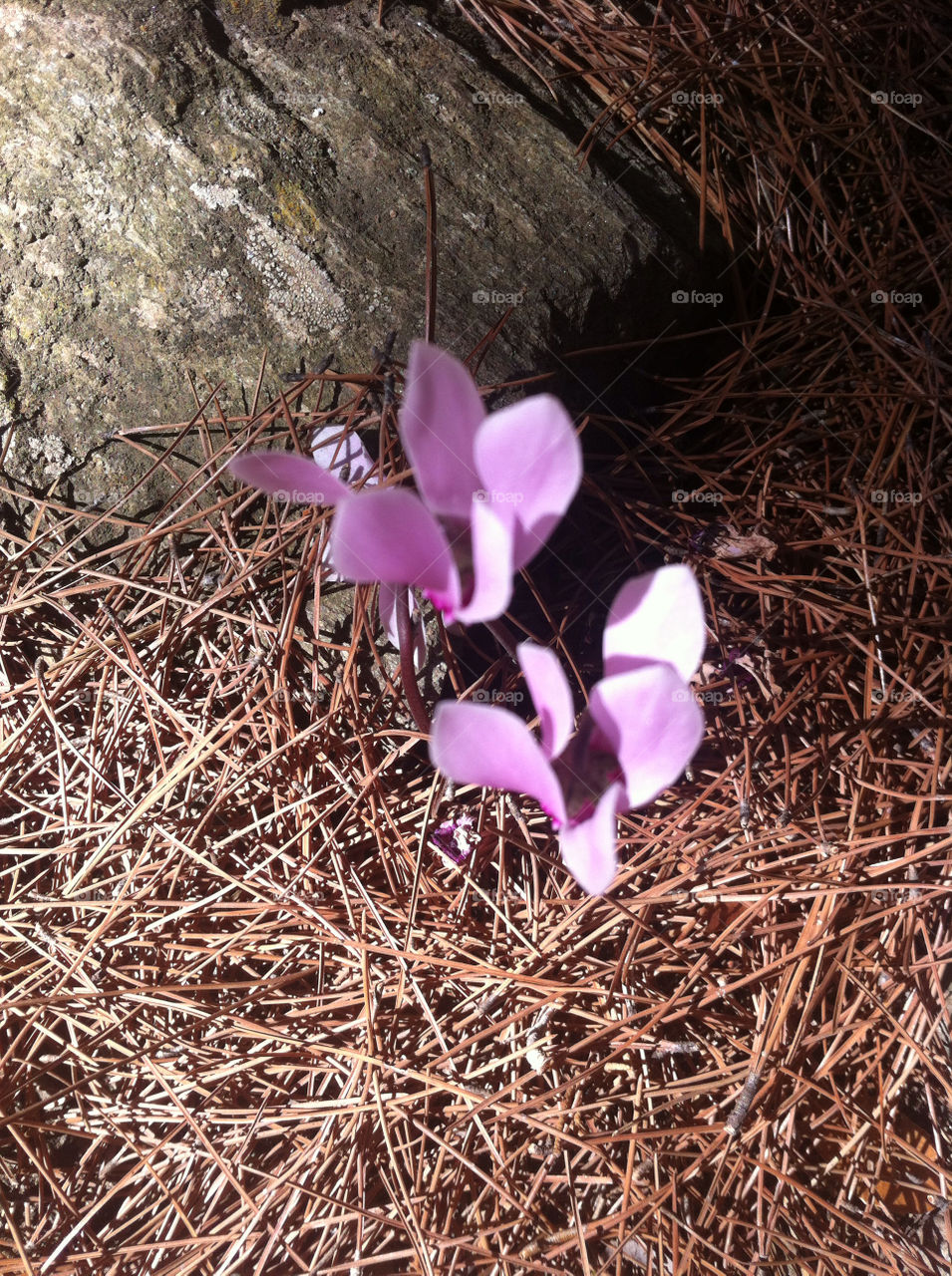 flowers nature mountain wild by cpilichos