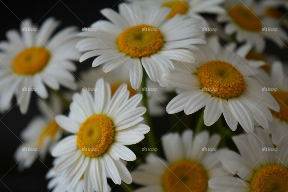 White flowers