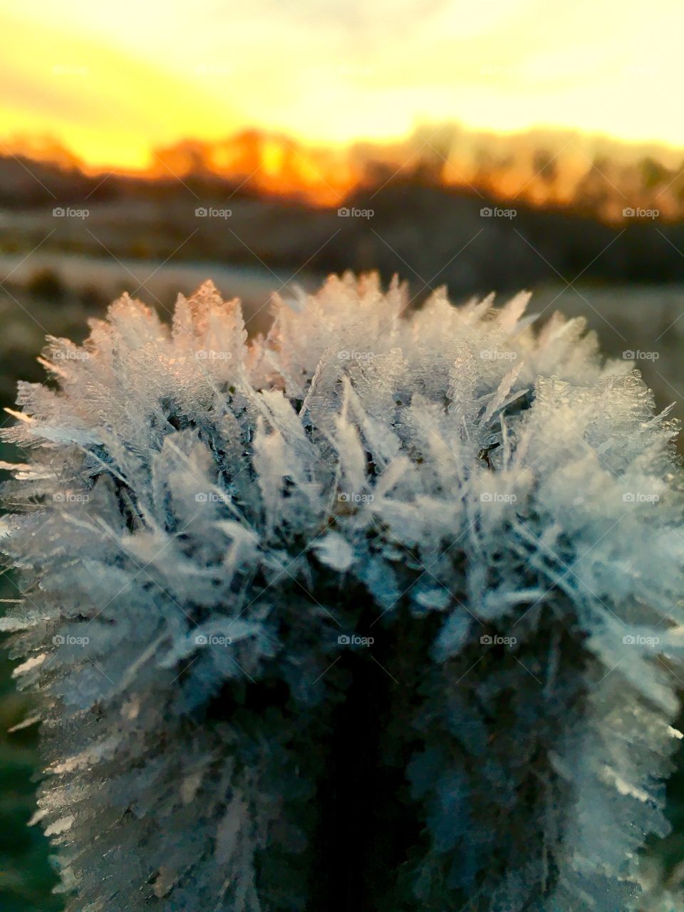 Close-up of frosty fence post