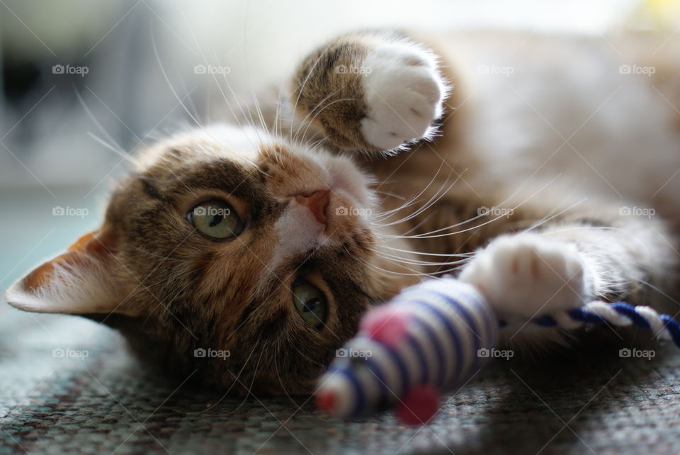Portrait of a cat playing with toy