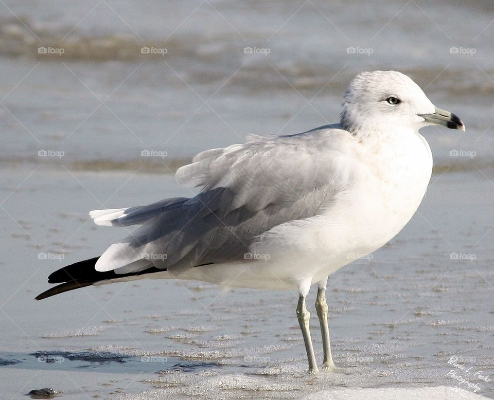 Bird, Seagulls, Wildlife, Nature, Animal