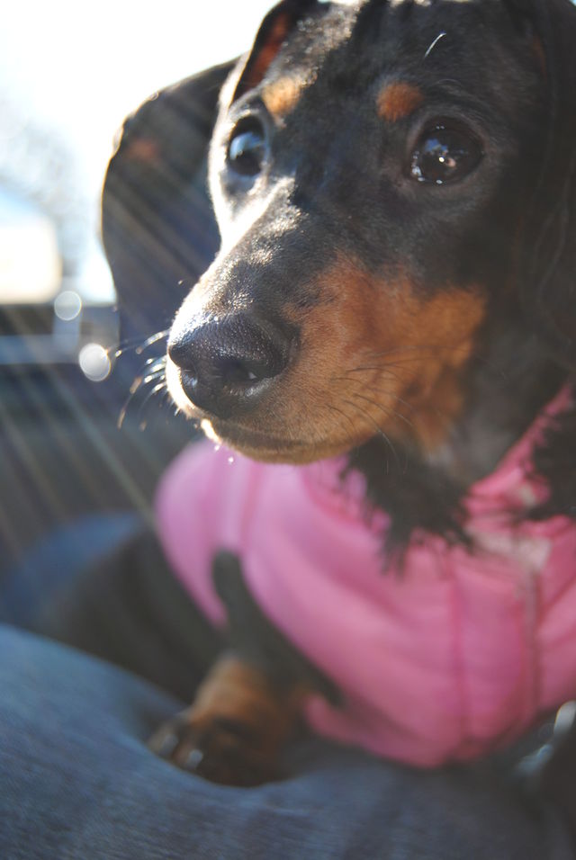 Lilly 
