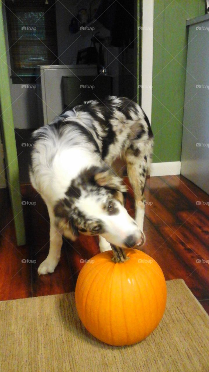 mcgee. pumpkin