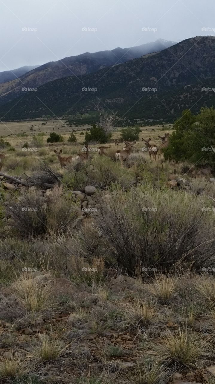 Deer In the mountains at Colorado.