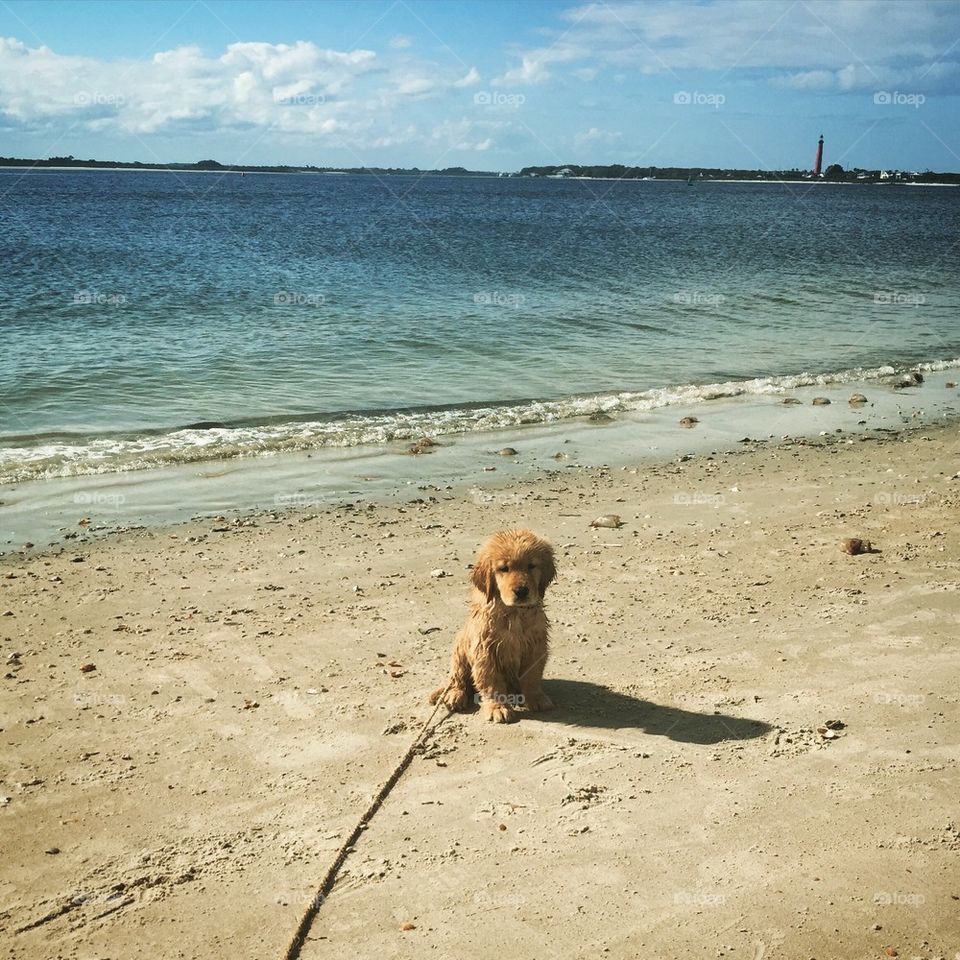 Beach puppy 