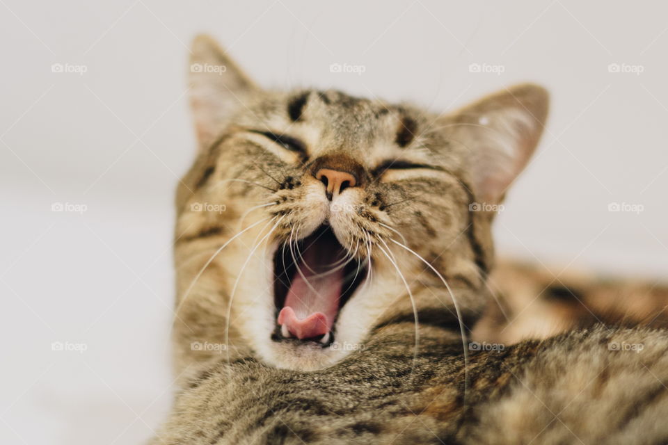 Yawning cat