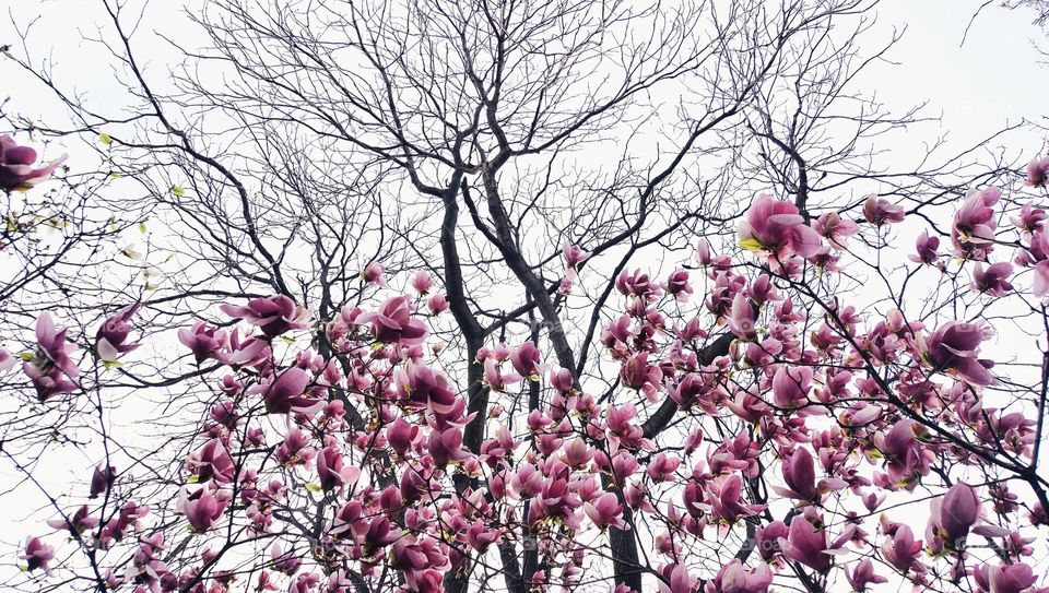 flower and sky