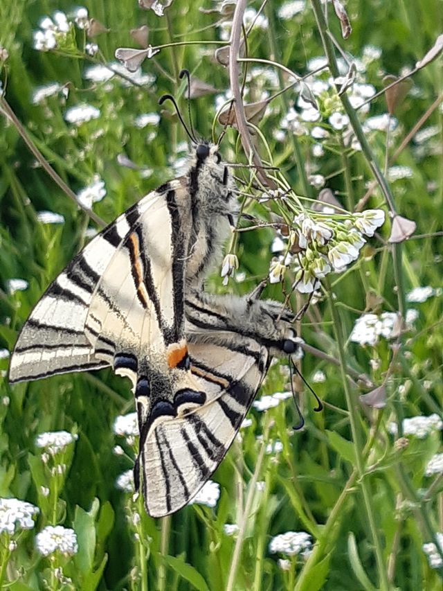Butterflies