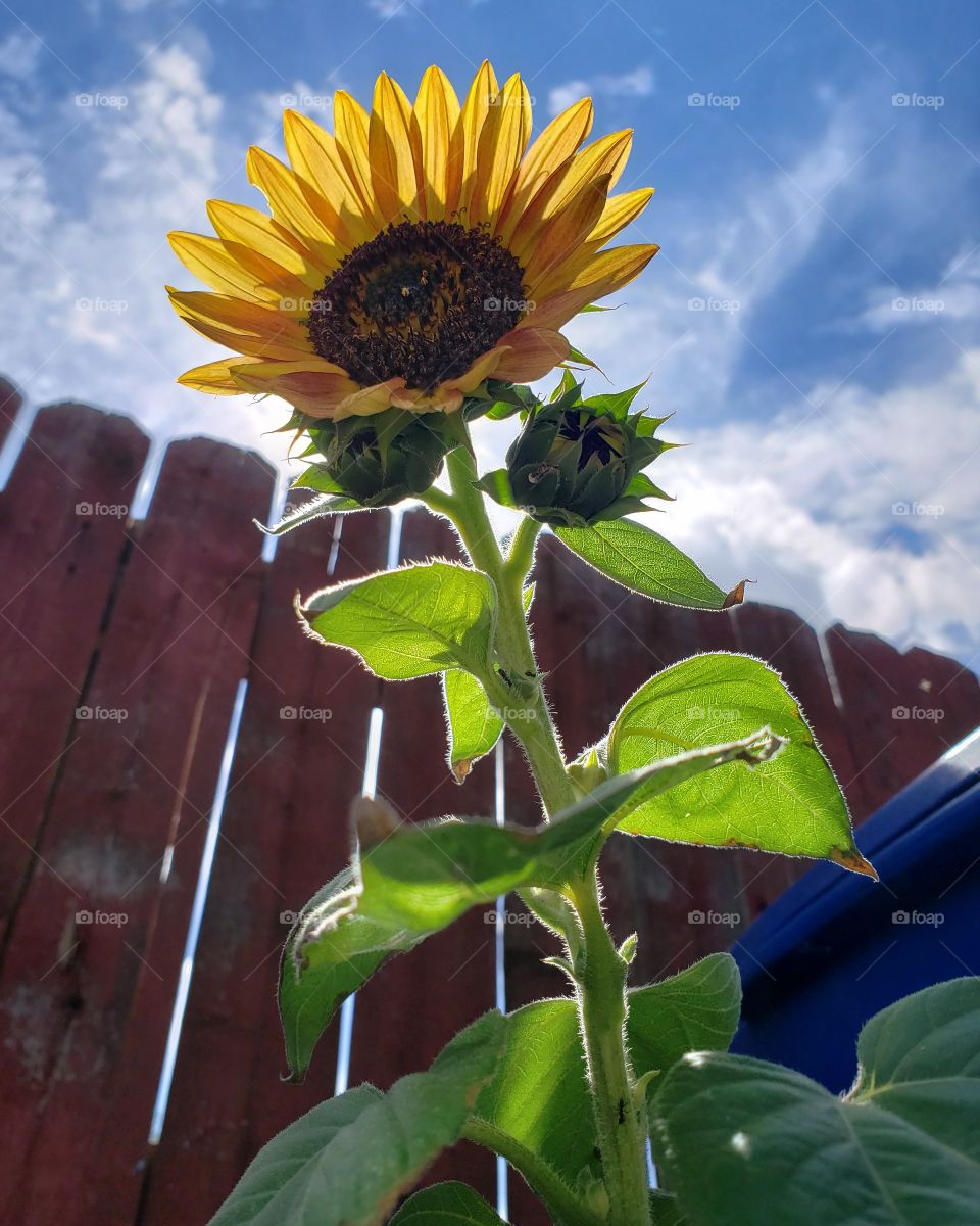 A yellow and green sunflower in front of a red fence, under a blue sky with white clouds, next to a blue recycling bin.